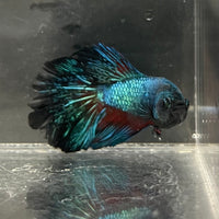 the-fish-farm Male Betta Male Betta - One Only - 16 Choose your favourite Male Betta from The Fish Farm Australia