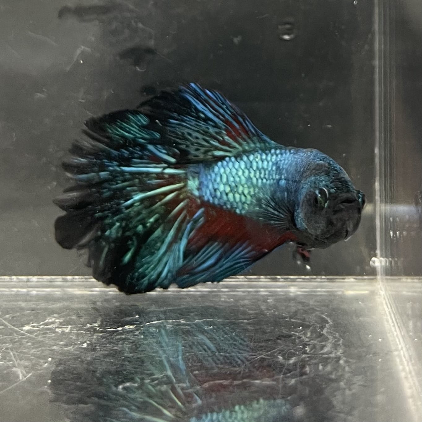 the-fish-farm Male Betta Male Betta - One Only - 16 Choose your favourite Male Betta from The Fish Farm Australia