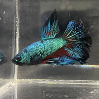 the-fish-farm Male Betta Male Betta - One Only - 16 Choose your favourite Male Betta from The Fish Farm Australia
