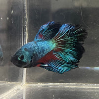 the-fish-farm Male Betta Male Betta - One Only - 16 Choose your favourite Male Betta from The Fish Farm Australia