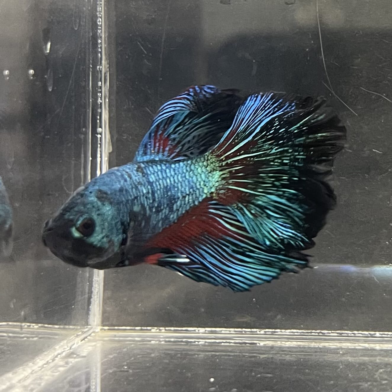 the-fish-farm Male Betta Male Betta - One Only - 16 Choose your favourite Male Betta from The Fish Farm Australia