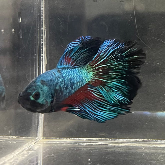 the-fish-farm Male Betta Male Betta - One Only - 16 Choose your favourite Male Betta from The Fish Farm Australia