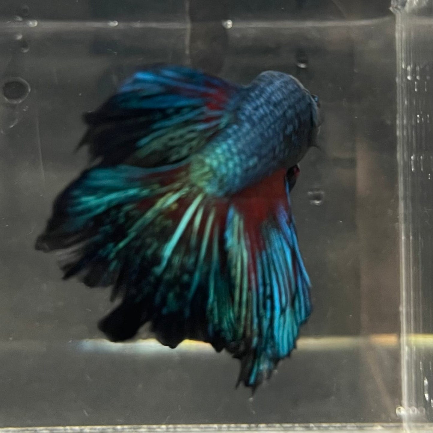 the-fish-farm Male Betta Male Betta - One Only - 16 Choose your favourite Male Betta from The Fish Farm Australia