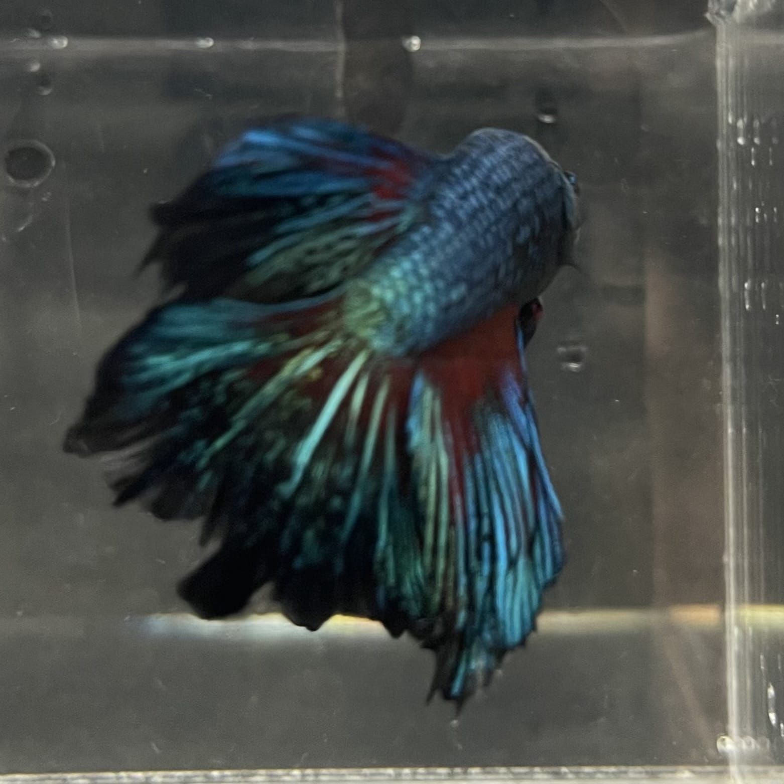 the-fish-farm Male Betta Male Betta - One Only - 16 Choose your favourite Male Betta from The Fish Farm Australia