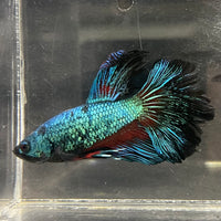 the-fish-farm Male Betta Male Betta - One Only - 16 Choose your favourite Male Betta from The Fish Farm Australia