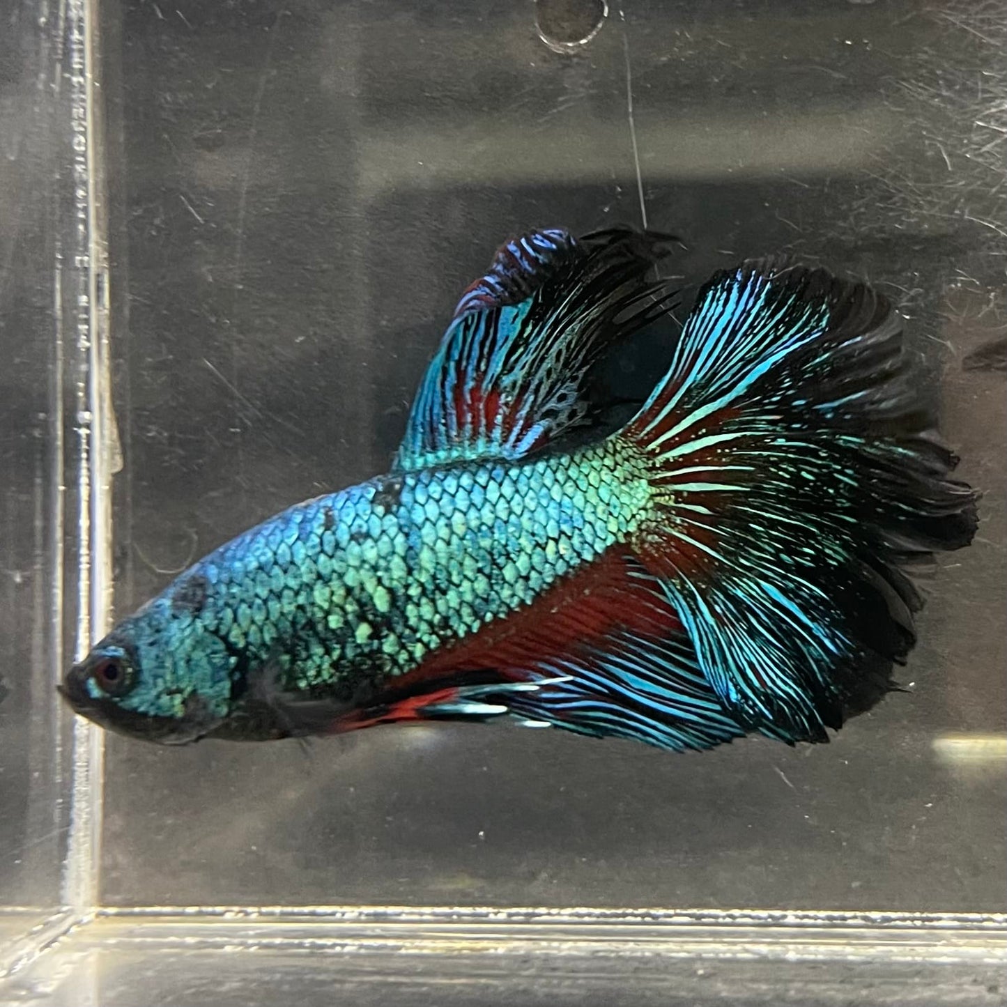 the-fish-farm Male Betta Male Betta - One Only - 16 Choose your favourite Male Betta from The Fish Farm Australia