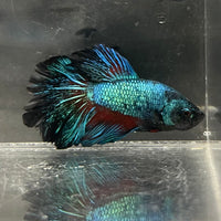 the-fish-farm Male Betta Male Betta - One Only - 16 Choose your favourite Male Betta from The Fish Farm Australia