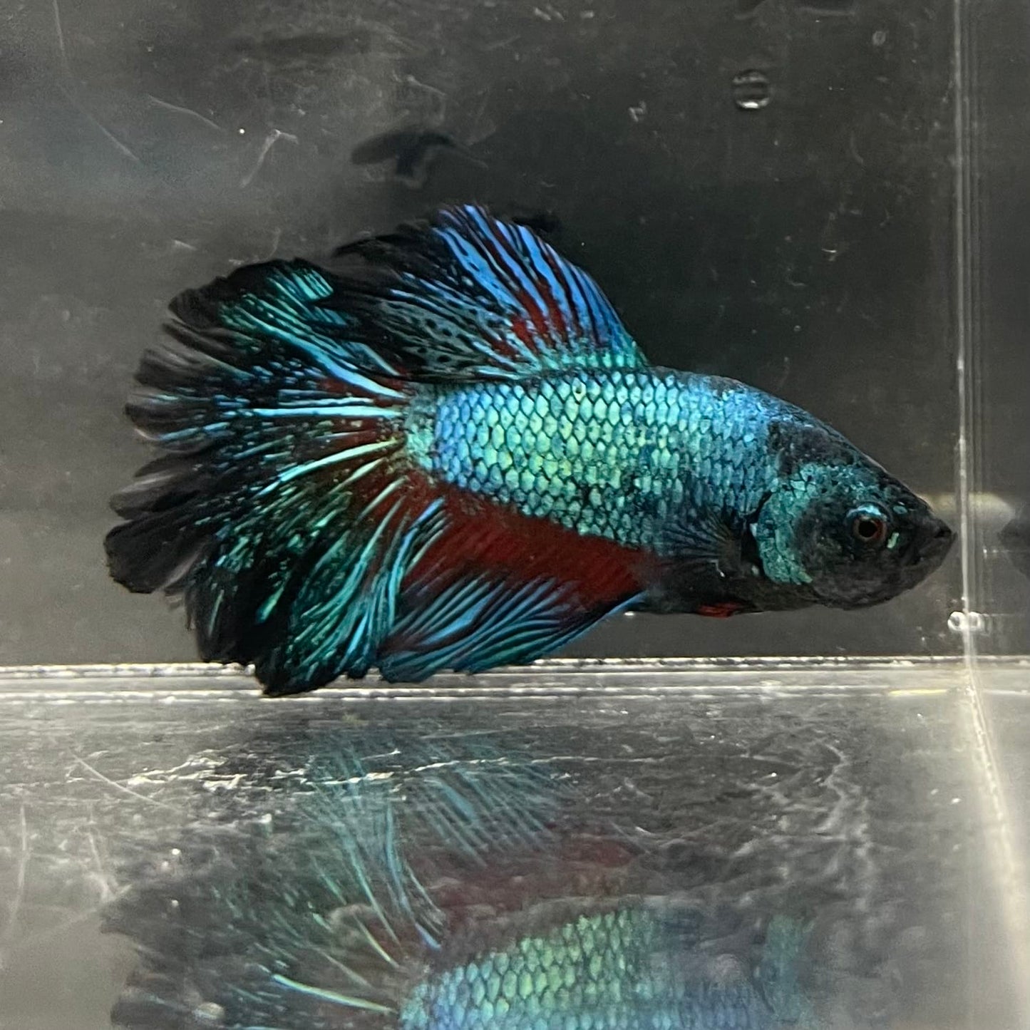 the-fish-farm Male Betta Male Betta - One Only - 16 Choose your favourite Male Betta from The Fish Farm Australia