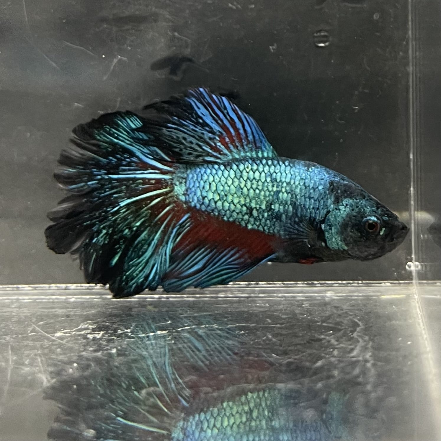 the-fish-farm Male Betta Male Betta - One Only - 16 Choose your favourite Male Betta from The Fish Farm Australia
