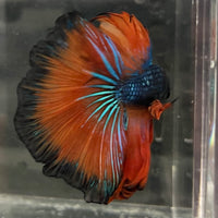 the-fish-farm Male Betta Male Betta - One Only - 16 Choose your favourite Male Betta from The Fish Farm Australia