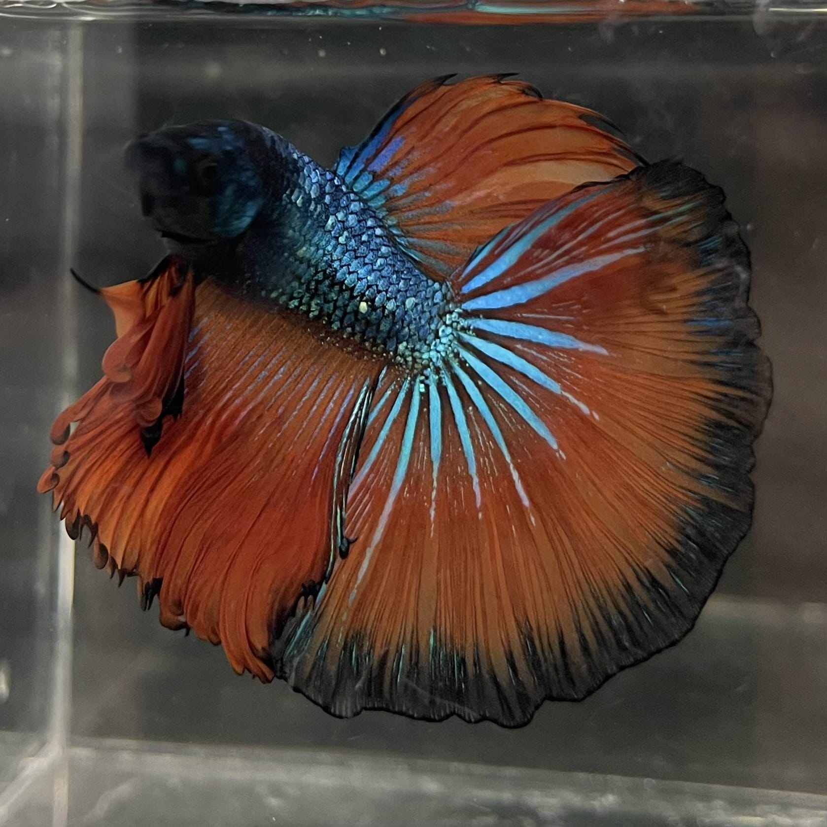the-fish-farm Male Betta Male Betta - One Only - 16 Choose your favourite Male Betta from The Fish Farm Australia