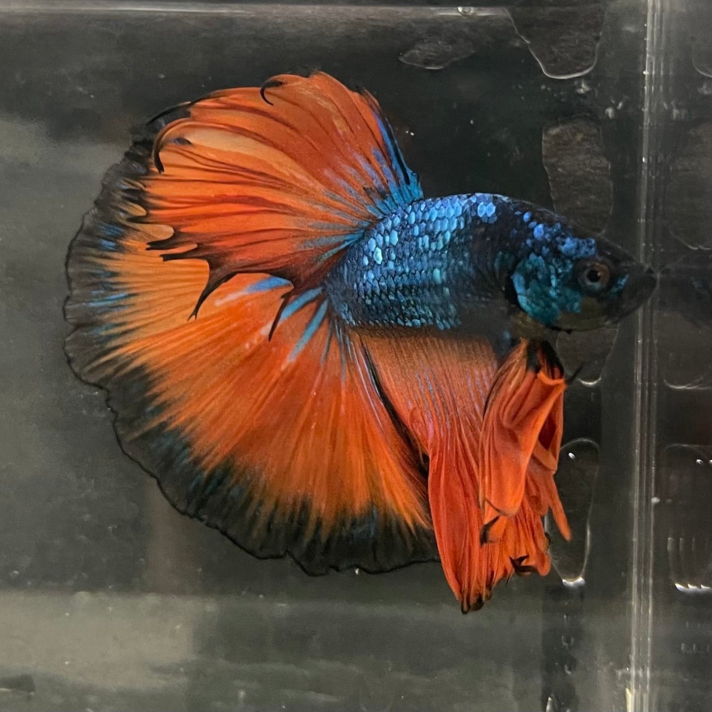 the-fish-farm Male Betta Male Betta - One Only - 16 Choose your favourite Male Betta from The Fish Farm Australia