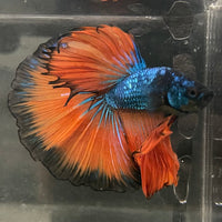 the-fish-farm Male Betta Male Betta - One Only - 16 Choose your favourite Male Betta from The Fish Farm Australia