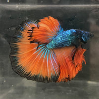 the-fish-farm Male Betta Male Betta - One Only - 16 Choose your favourite Male Betta from The Fish Farm Australia