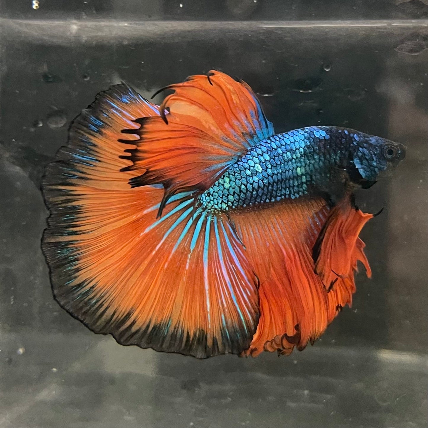 the-fish-farm Male Betta Male Betta - One Only - 16 Choose your favourite Male Betta from The Fish Farm Australia