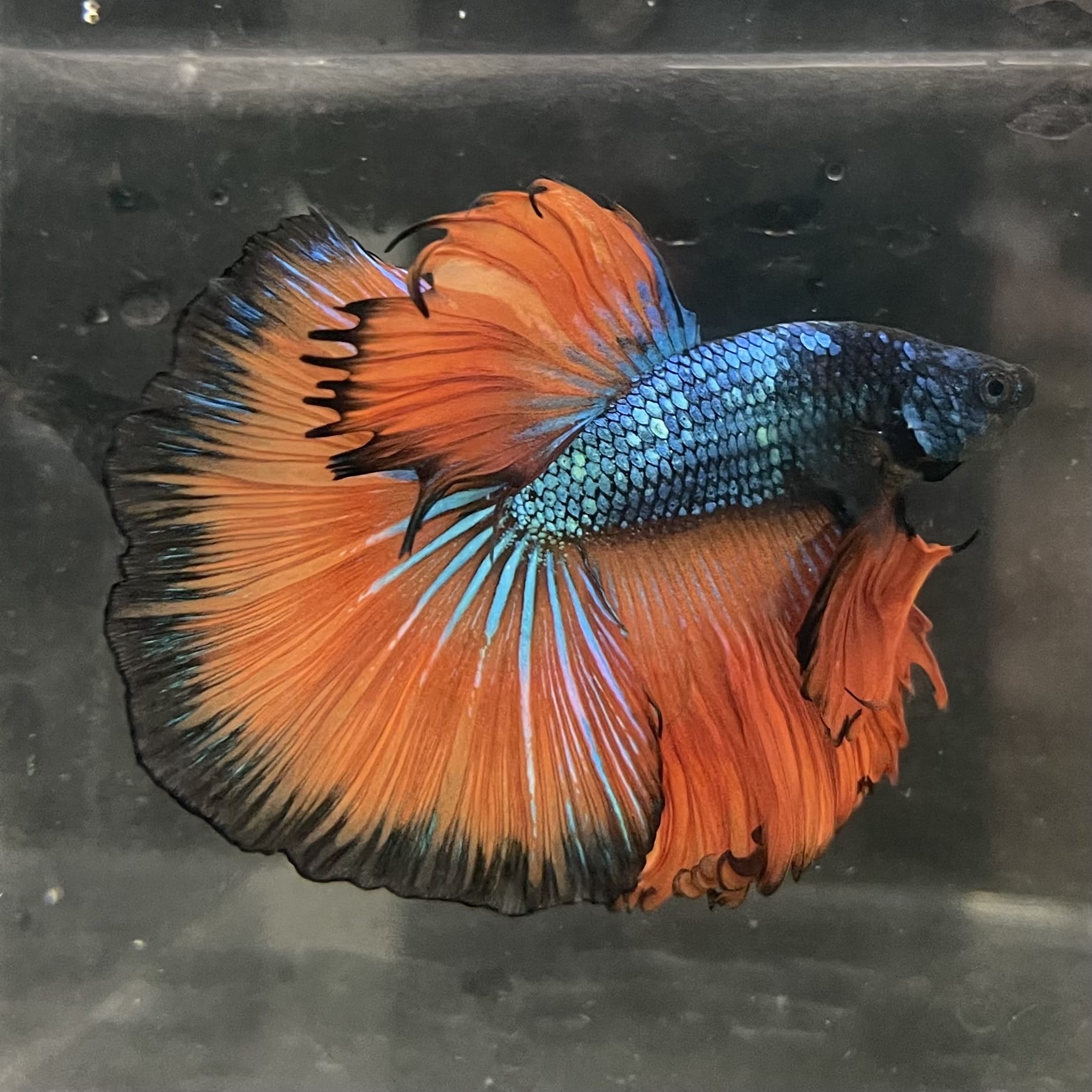 the-fish-farm Male Betta Male Betta - One Only - 16 Choose your favourite Male Betta from The Fish Farm Australia