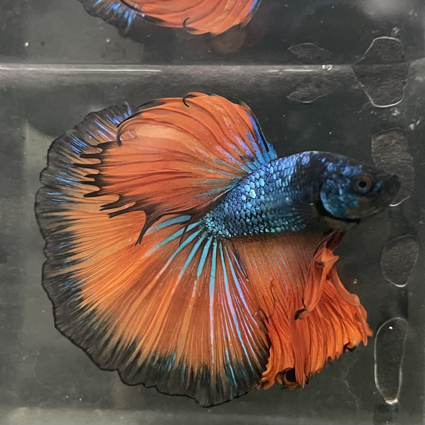the-fish-farm Male Betta Male Betta - One Only - 16 Choose your favourite Male Betta from The Fish Farm Australia