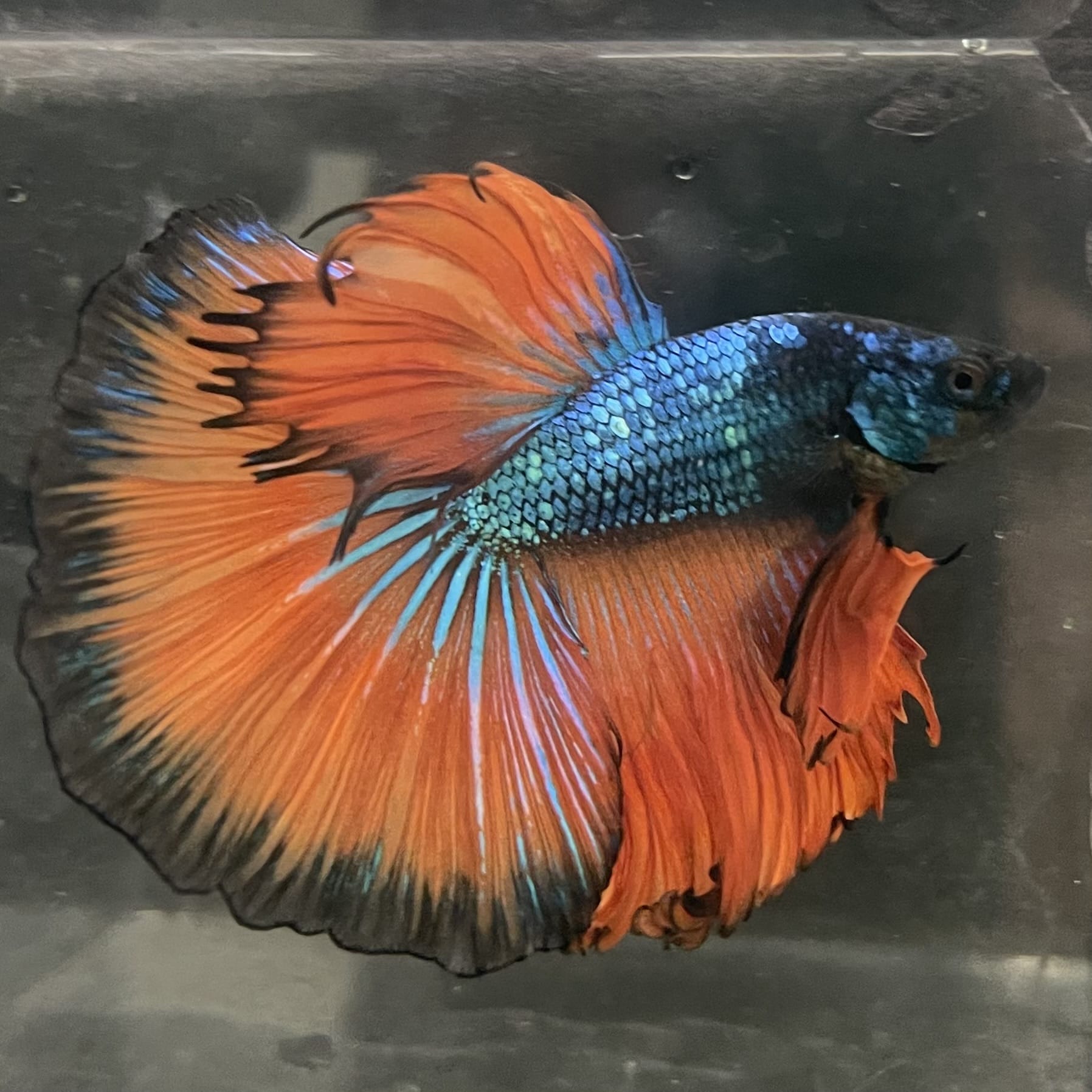 the-fish-farm Male Betta Male Betta - One Only - 16 Choose your favourite Male Betta from The Fish Farm Australia