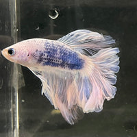 the-fish-farm Male Betta Male Betta - One Only - 16 Choose your favourite Male Betta from The Fish Farm Australia