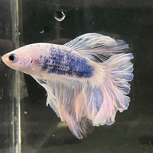 the-fish-farm Male Betta Male Betta - One Only - 16 Choose your favourite Male Betta from The Fish Farm Australia
