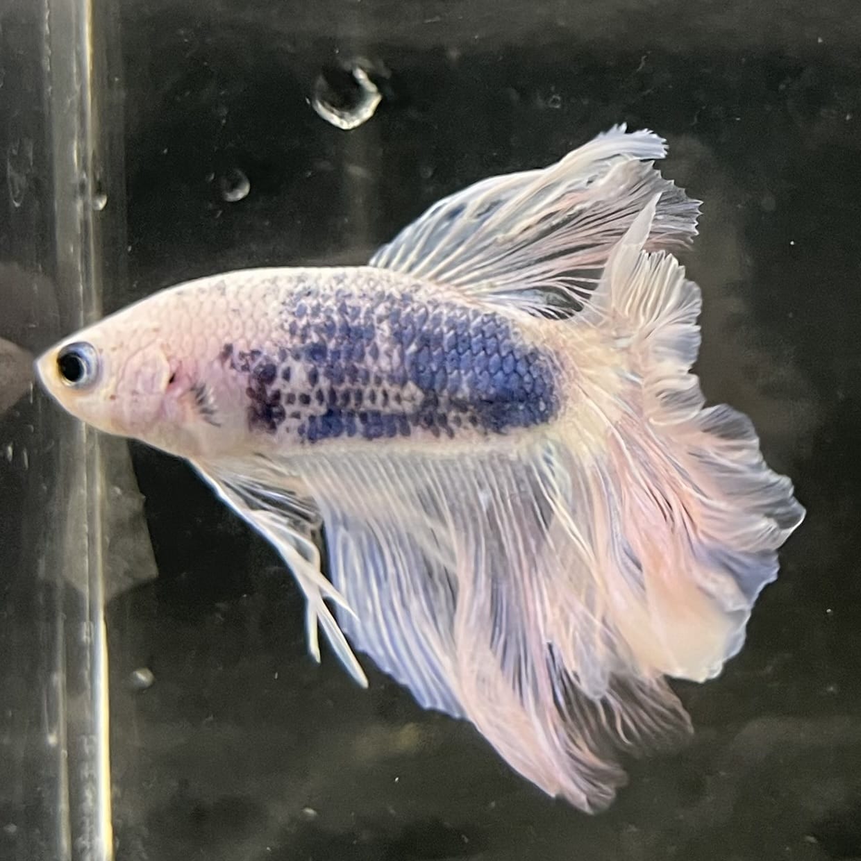 the-fish-farm Male Betta Male Betta - One Only - 16 Choose your favourite Male Betta from The Fish Farm Australia