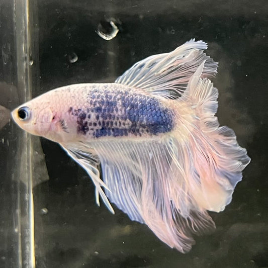 the-fish-farm Male Betta Male Betta - One Only - 16 Choose your favourite Male Betta from The Fish Farm Australia