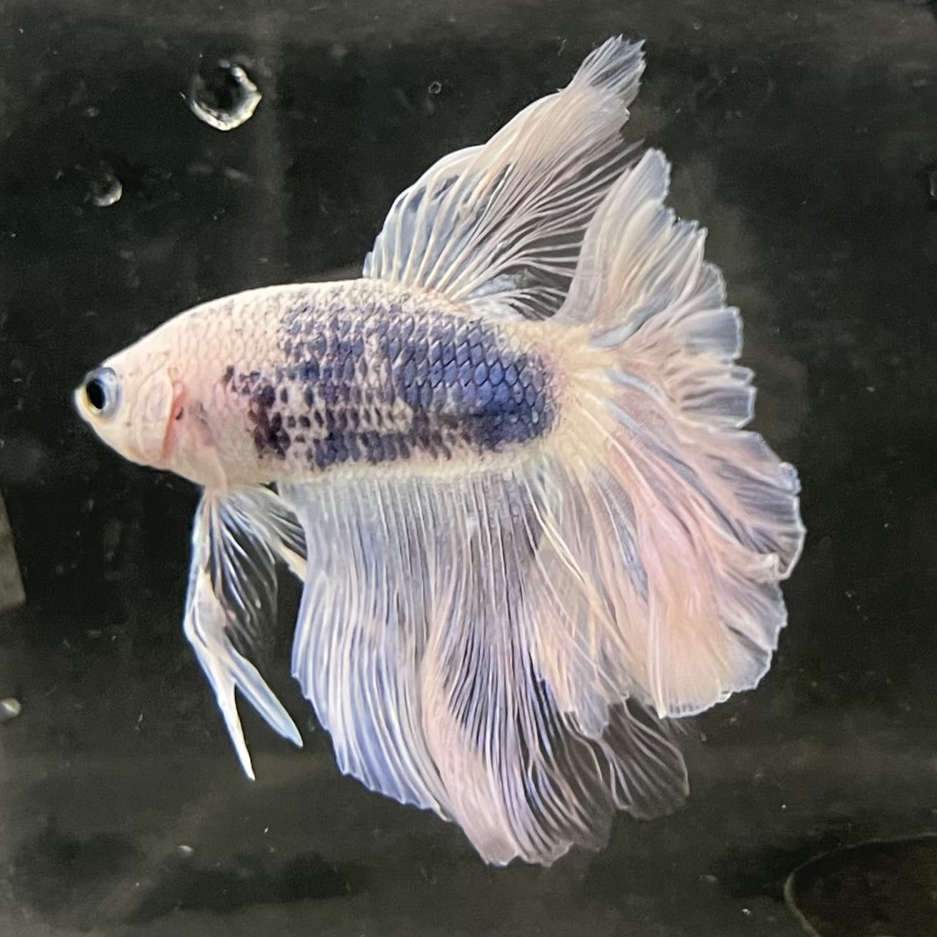 the-fish-farm Male Betta Male Betta - One Only - 16 Choose your favourite Male Betta from The Fish Farm Australia