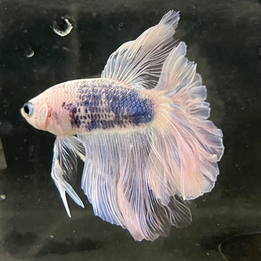 the-fish-farm Male Betta Male Betta - One Only - 16 Choose your favourite Male Betta from The Fish Farm Australia