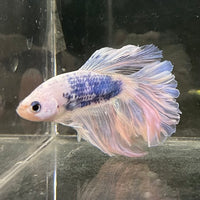 the-fish-farm Male Betta Male Betta - One Only - 16 Choose your favourite Male Betta from The Fish Farm Australia