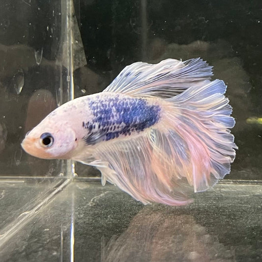 the-fish-farm Male Betta Male Betta - One Only - 16 Choose your favourite Male Betta from The Fish Farm Australia