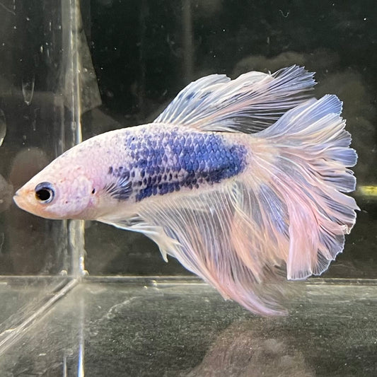 the-fish-farm Male Betta Male Betta - One Only - 16 Choose your favourite Male Betta from The Fish Farm Australia
