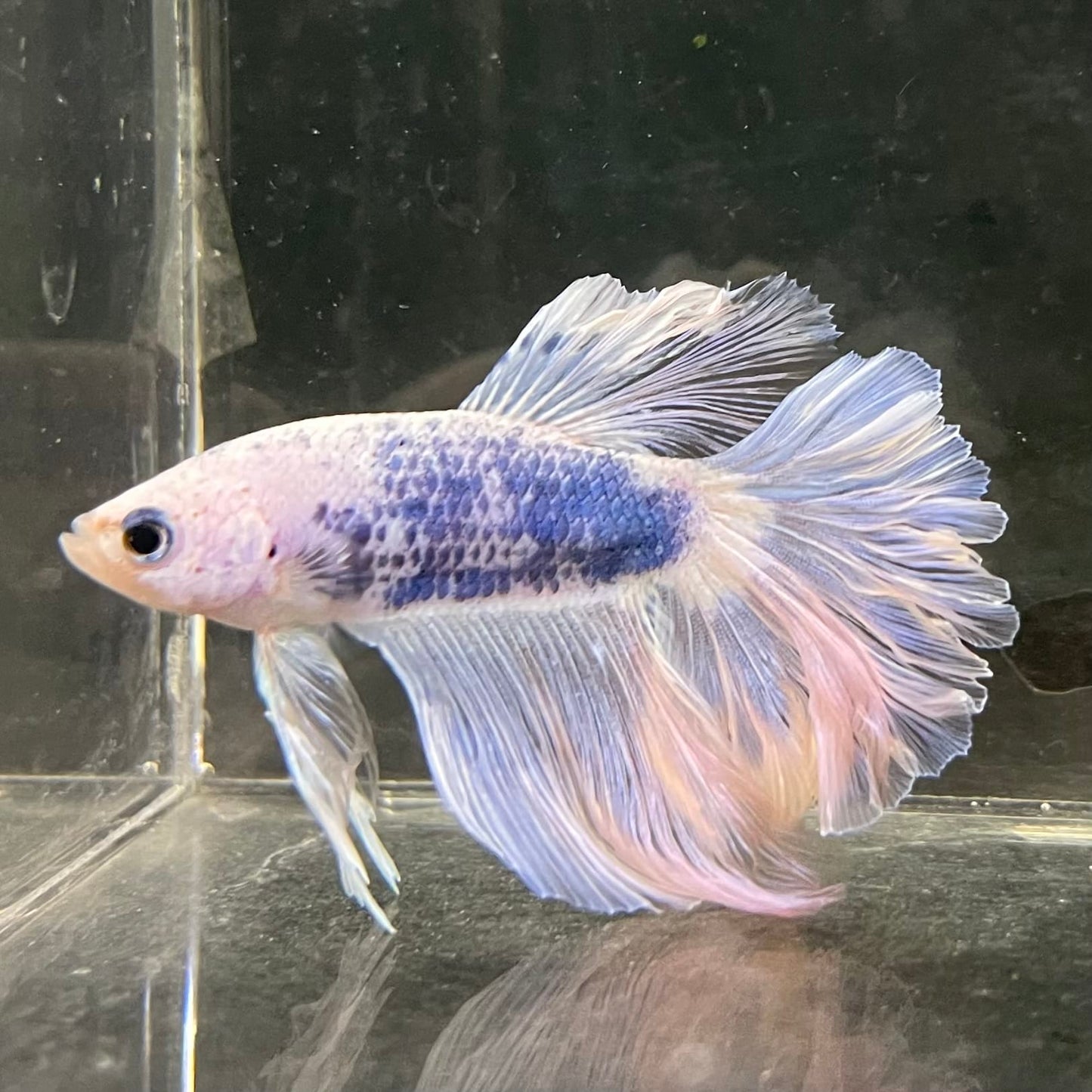 the-fish-farm Male Betta Male Betta - One Only - 16 Choose your favourite Male Betta from The Fish Farm Australia
