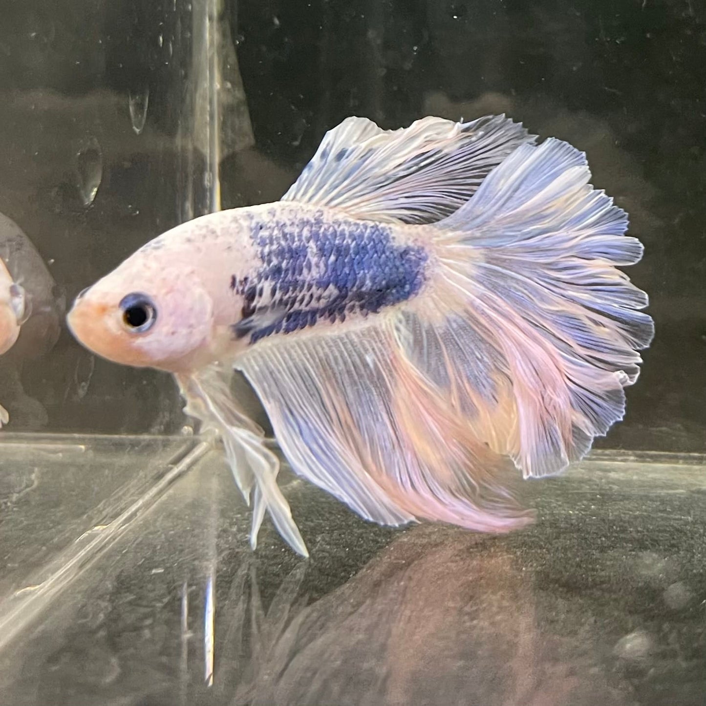 the-fish-farm Male Betta Male Betta - One Only - 16 Choose your favourite Male Betta from The Fish Farm Australia