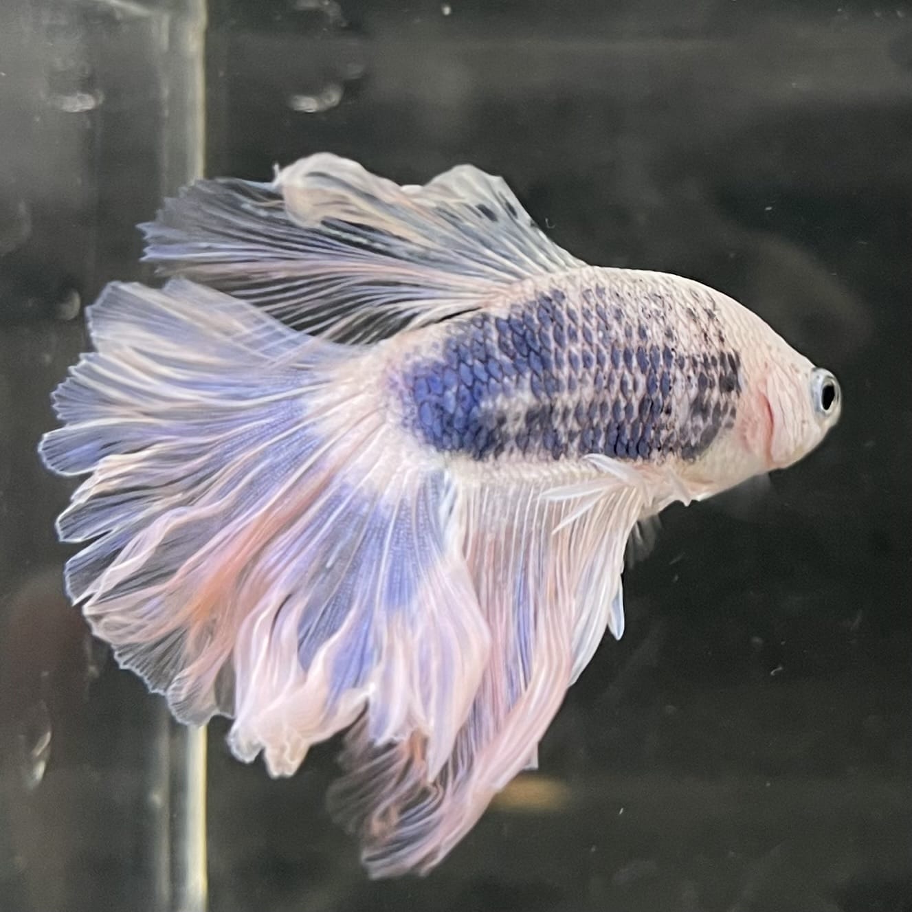 the-fish-farm Male Betta Male Betta - One Only - 16 Choose your favourite Male Betta from The Fish Farm Australia