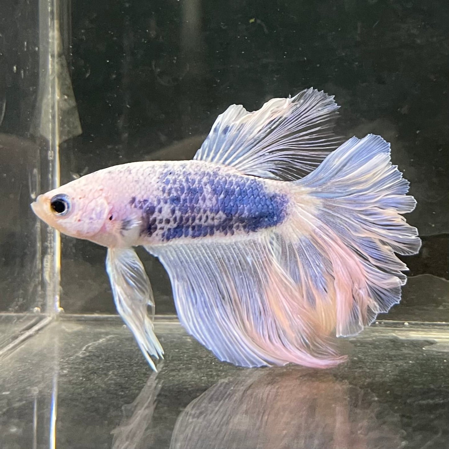 the-fish-farm Male Betta Male Betta - One Only - 16 Choose your favourite Male Betta from The Fish Farm Australia