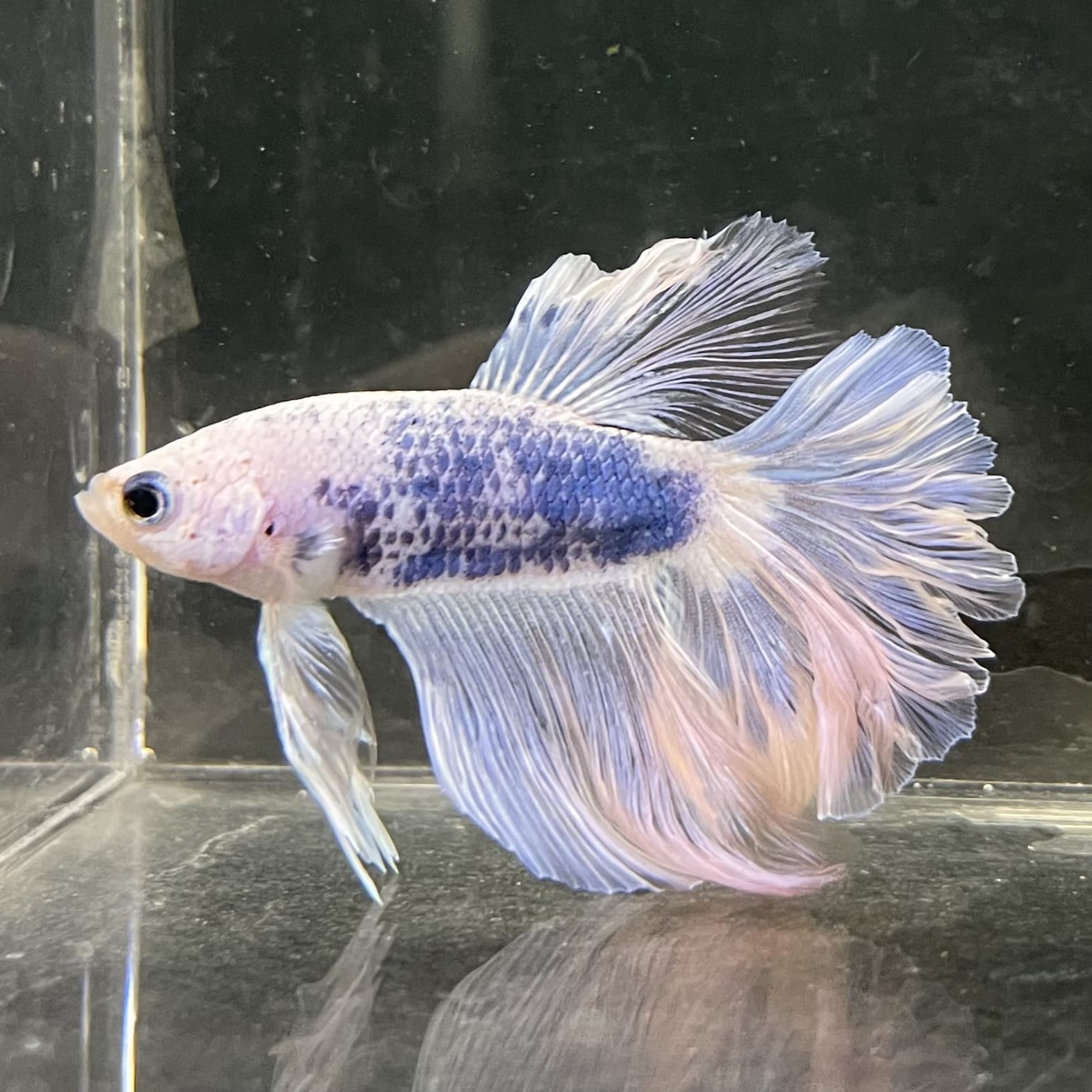 the-fish-farm Male Betta Male Betta - One Only - 16 Choose your favourite Male Betta from The Fish Farm Australia
