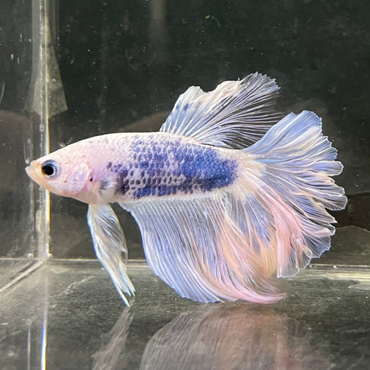 the-fish-farm Male Betta Male Betta - One Only - 16 Choose your favourite Male Betta from The Fish Farm Australia