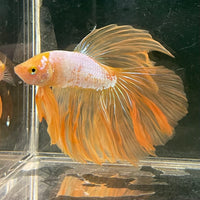 the-fish-farm Male Betta Male Betta - One Only - 16 Choose your favourite Male Betta from The Fish Farm Australia