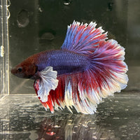 the-fish-farm Male Betta Male Betta - One Only - 16 Choose your favourite Male Betta from The Fish Farm Australia