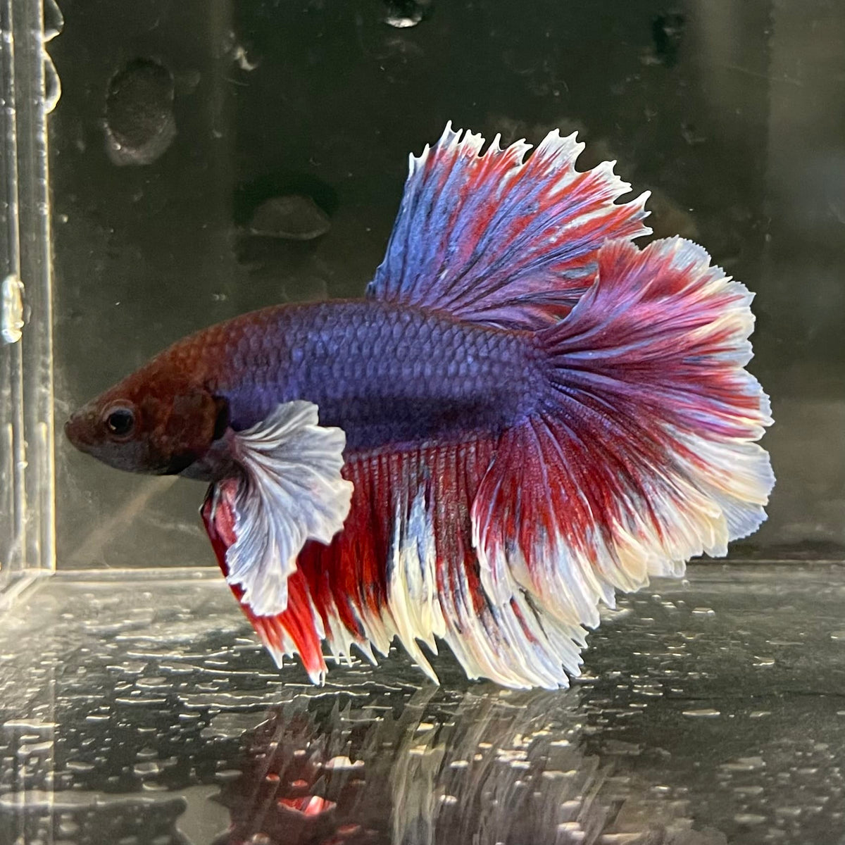 the-fish-farm Male Betta Male Betta - One Only - 16 Choose your favourite Male Betta from The Fish Farm Australia