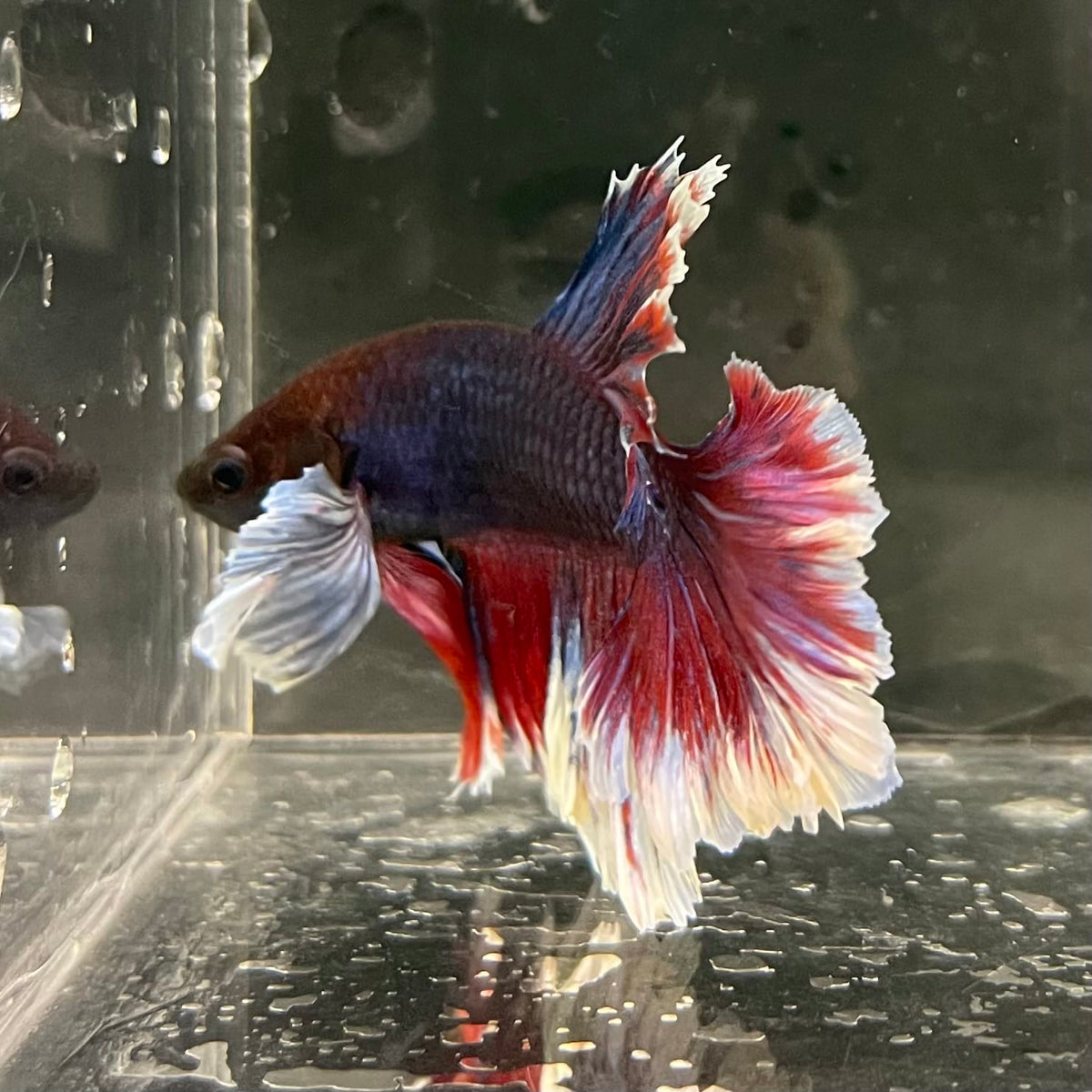 the-fish-farm Male Betta Male Betta - One Only - 16 Choose your favourite Male Betta from The Fish Farm Australia