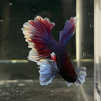 the-fish-farm Male Betta Male Betta - One Only - 16 Choose your favourite Male Betta from The Fish Farm Australia