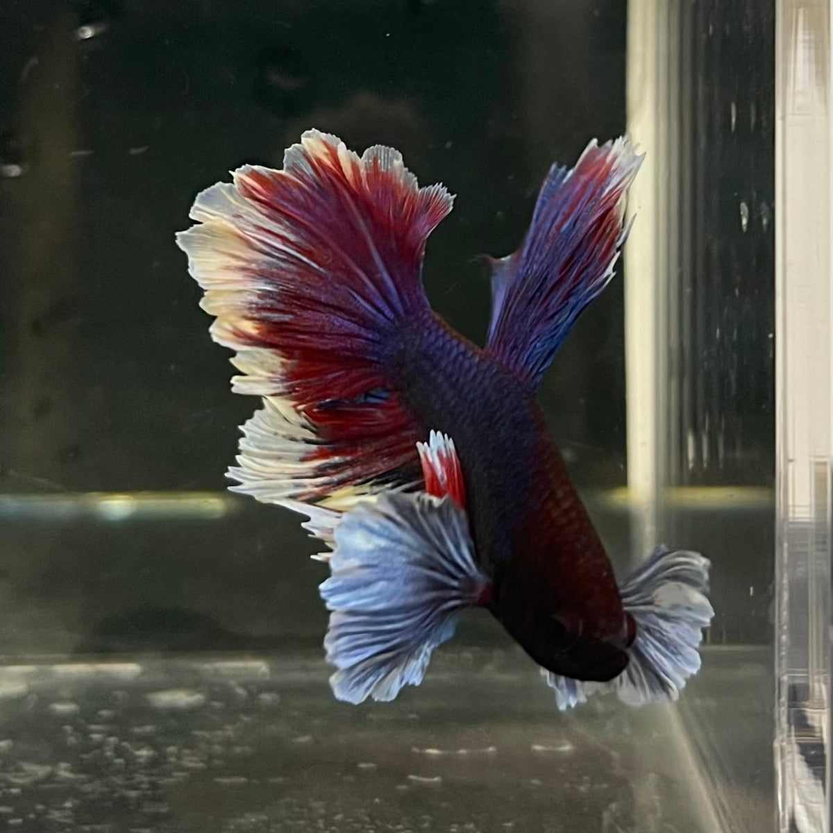 the-fish-farm Male Betta Male Betta - One Only - 16 Choose your favourite Male Betta from The Fish Farm Australia