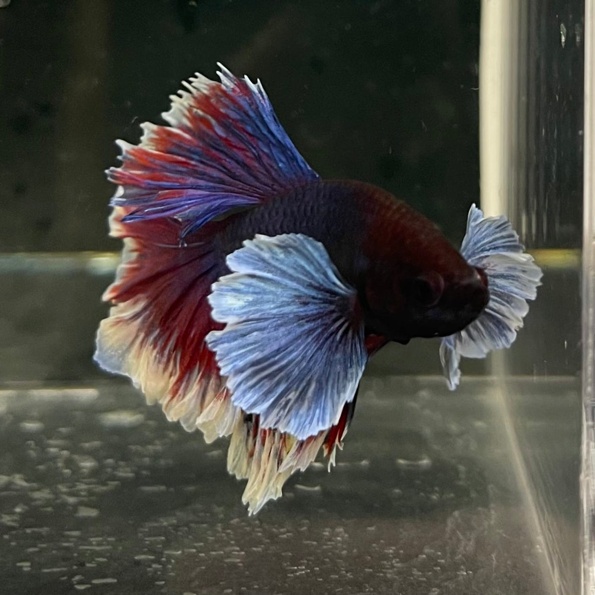 the-fish-farm Male Betta Male Betta - One Only - 16 Choose your favourite Male Betta from The Fish Farm Australia
