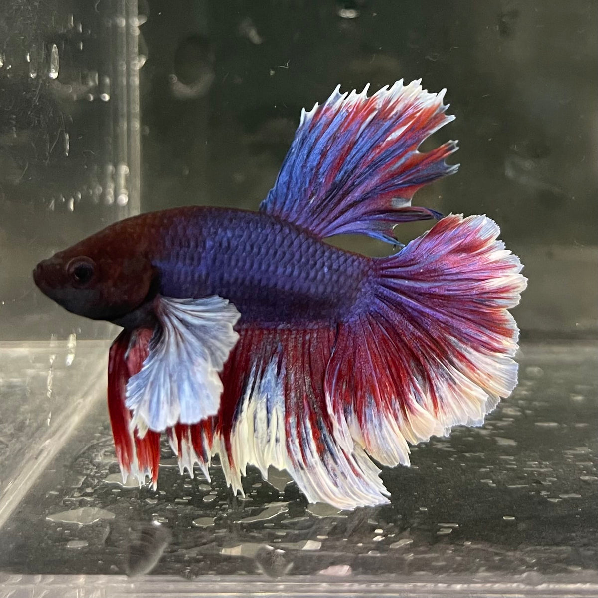 the-fish-farm Male Betta Male Betta - One Only - 16 Choose your favourite Male Betta from The Fish Farm Australia