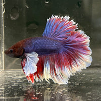 the-fish-farm Male Betta Male Betta - One Only - 16 Choose your favourite Male Betta from The Fish Farm Australia