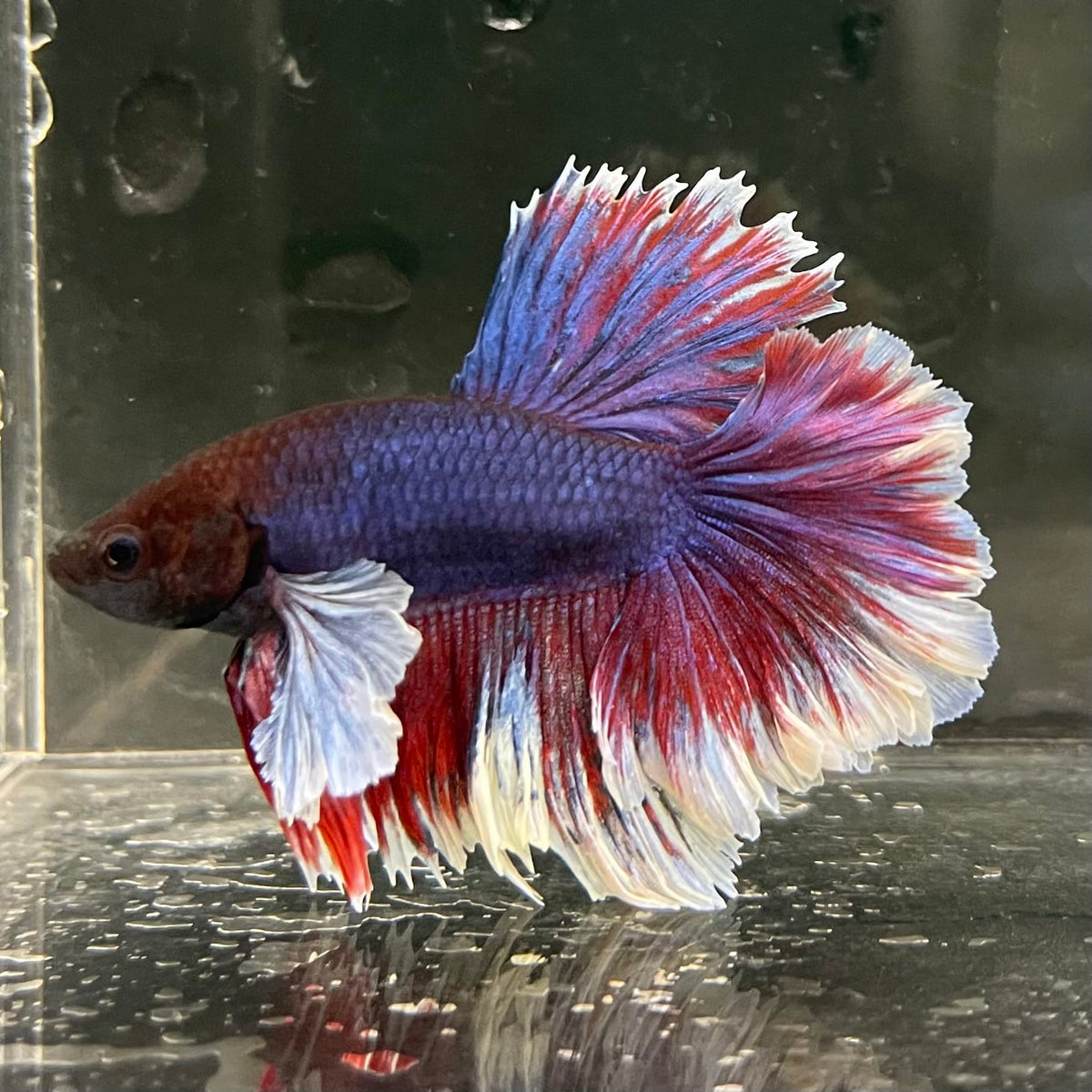the-fish-farm Male Betta Male Betta - One Only - 16 Choose your favourite Male Betta from The Fish Farm Australia