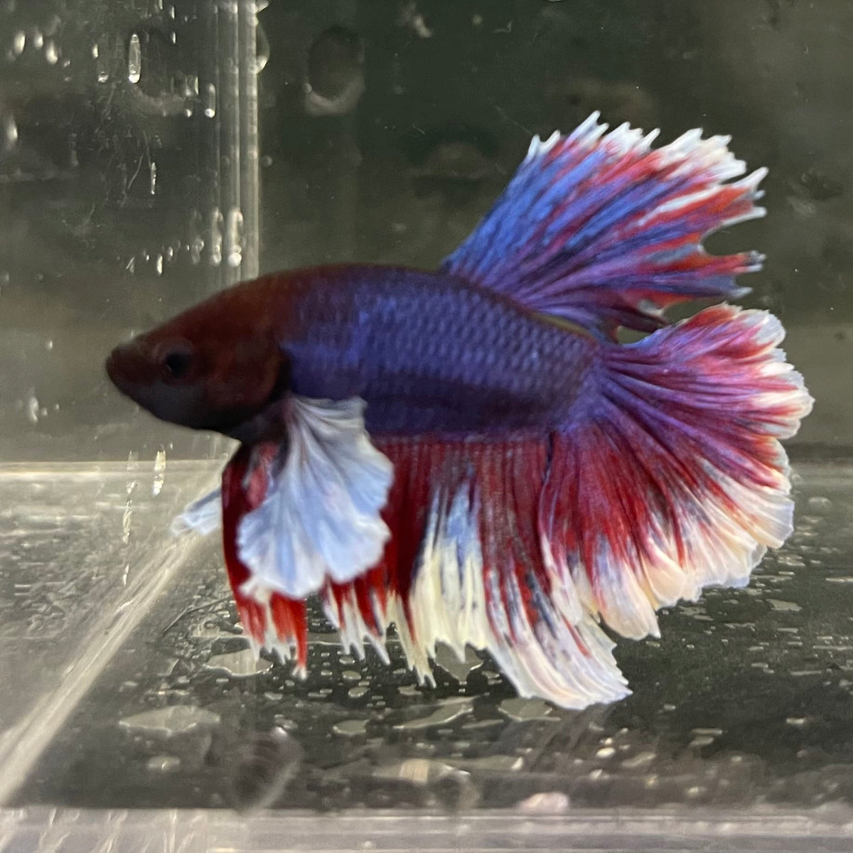 the-fish-farm Male Betta Male Betta - One Only - 16 Choose your favourite Male Betta from The Fish Farm Australia