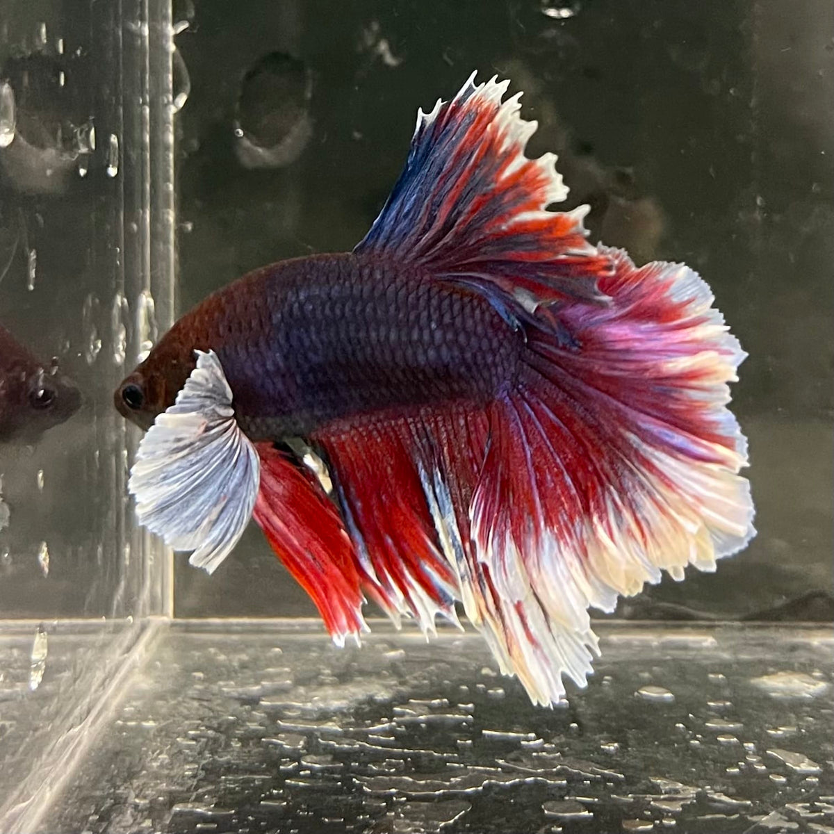 the-fish-farm Male Betta Male Betta - One Only - 16 Choose your favourite Male Betta from The Fish Farm Australia