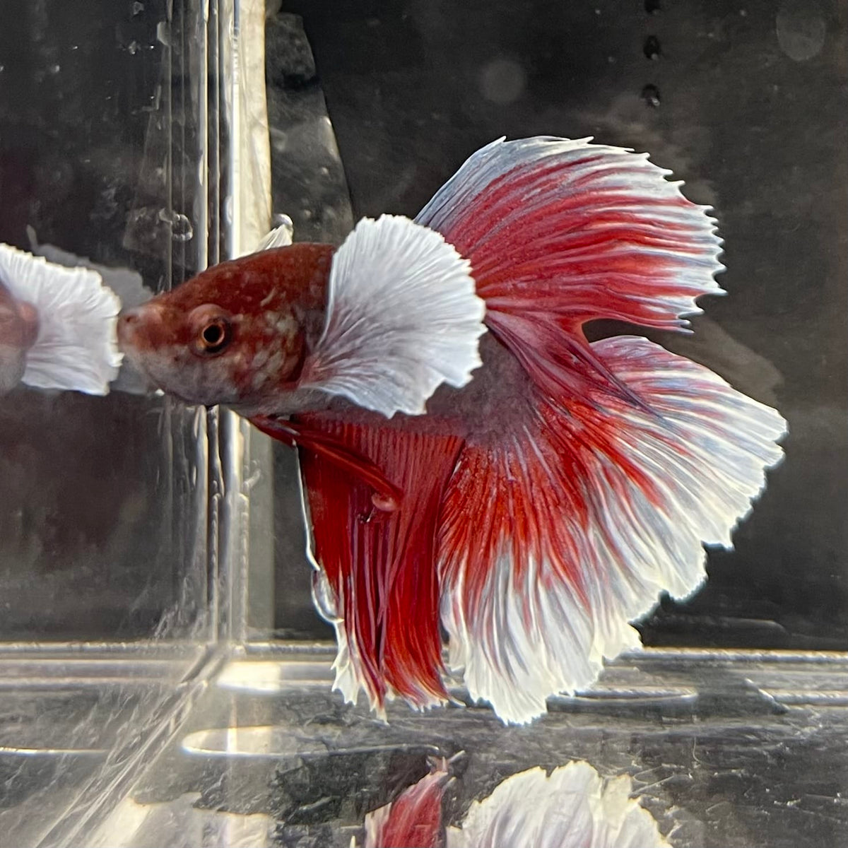 the-fish-farm Male Betta Male Betta - One Only - 16 Choose your favourite Male Betta from The Fish Farm Australia